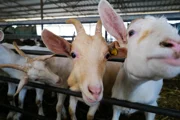 Вернемся к нашим баранам: Израиль начинает менять систему поддержки сельского хозяйства