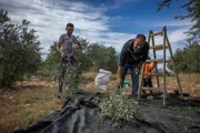 Поселенцы напали на сборщиков оливок возле Шхема: есть раненые