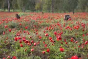 Создана карта цветения анемонов в Израиле