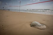 Теплые выходные в Израиле, но со Средиземным морем есть проблема