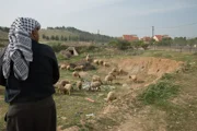 Гаарец: поселенцы увели стадо у арабских соседей в присутствии солдат ЦАХАЛа