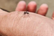 В Эйлате, Рамат а-Шароне и округе Менаше пойманы комары с вирусом лихорадки Западного Нила